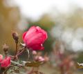 IMG_0928 rose